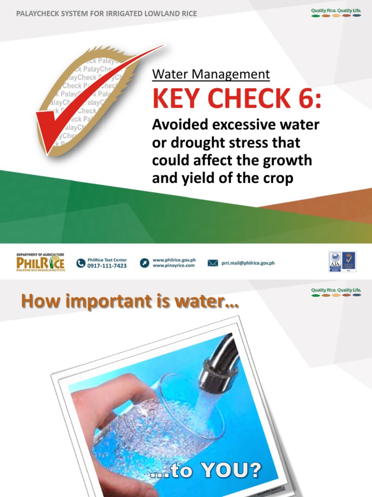 CR Key Check 6 - FINALdraft | PDF | Rice | Plants