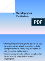 7. Pteridophyta