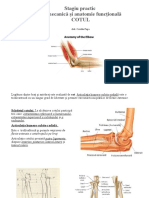 Stagiu Practic Biomecanică Și Anatomie Funcțională Cotul: Drd. Catalin Popa