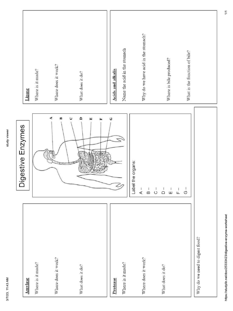 Digestive System PDF