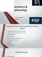 Neuroanatomy - Neurophysiology 2