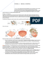 Anatomia 