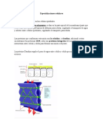 Especializaciones Celulares