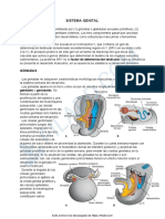 Embriologia Sistema Genital PDF