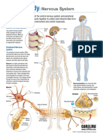 Nervous System: © 2017 Carolina Biological Supply Company