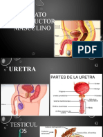 Aparato Reproductor Masculino