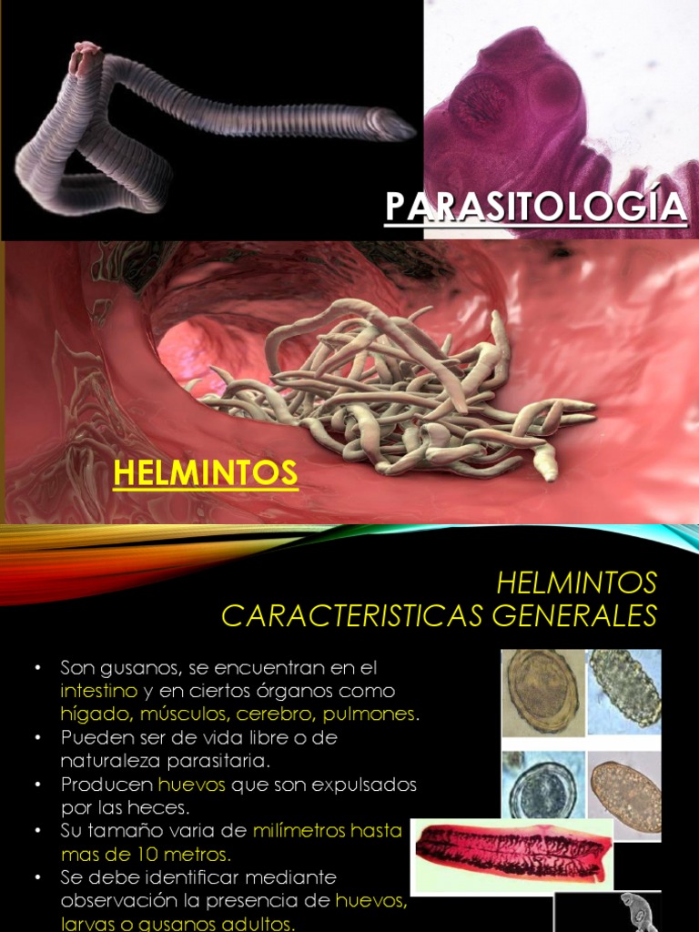 Características de los helmintos y nematodos | PDF | Nematodo | Sistema ...