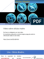 Celulas Madre PDF