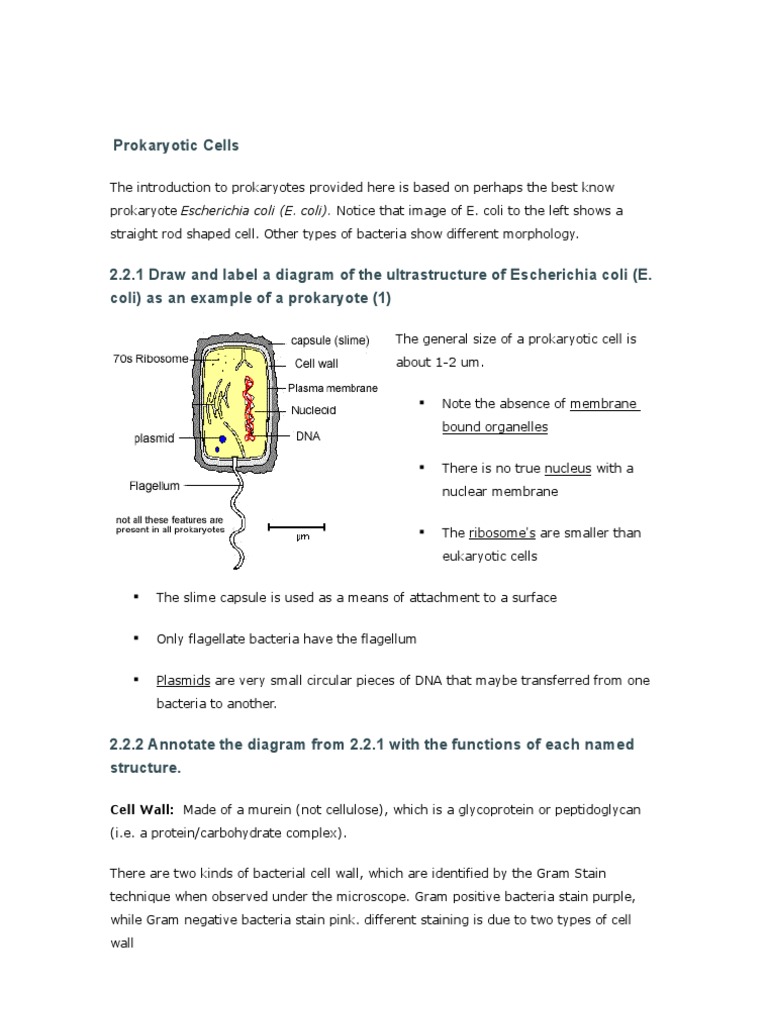 Prokaryotic Cells Cell Wall Made of A Murein (Not Cellulose), Which Is A Glycoprotein or