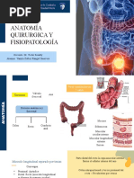 Anatomía y Fisiología Anorectal | PDF | Recto | Sistema digestivo