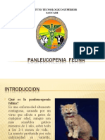 Panleucopenia Felina