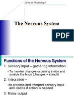 AnP Nervous System