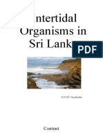 Intertidal Organisms in Sri Lanka
