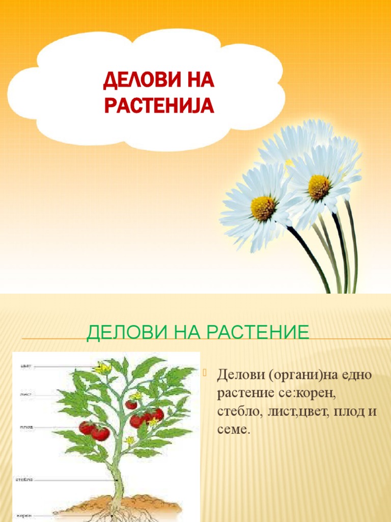 1 Делови на растенија | PDF