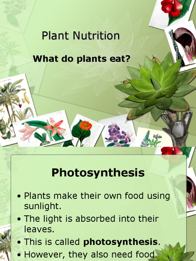 Plant Nutrition Powerpoint Pdf