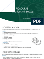 Picaduras de Arácnidos e Insectos