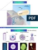 13-Bactérias e Vírus