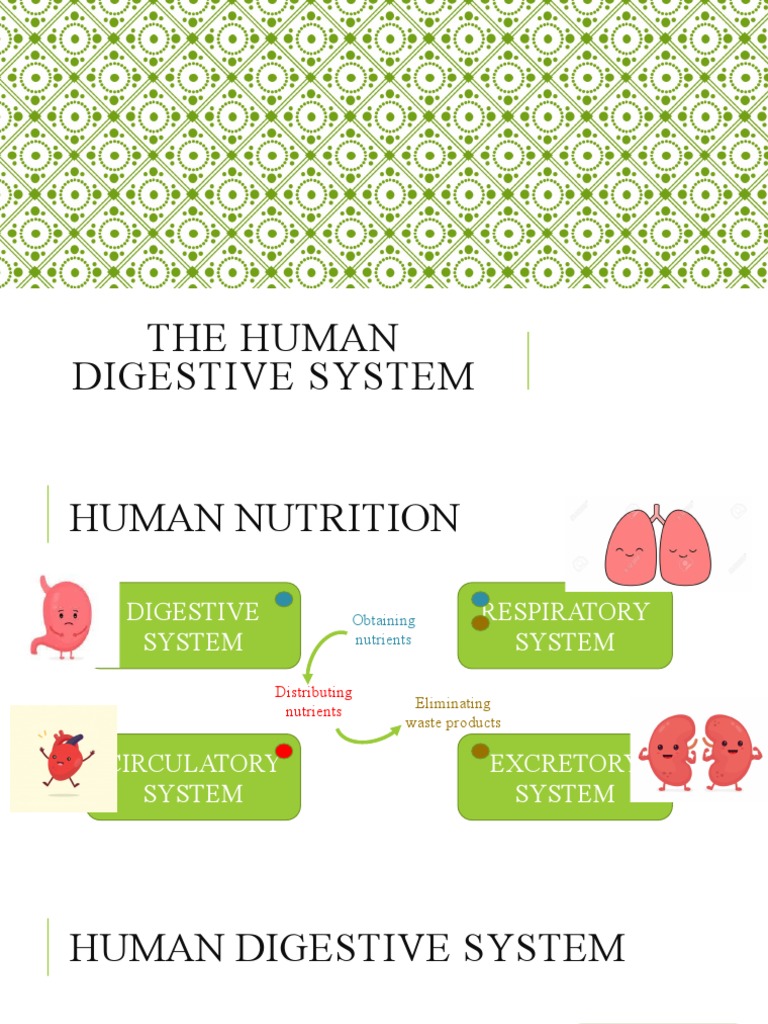 Digestive System Study Guide | PDF | Digestion | Human Digestive System