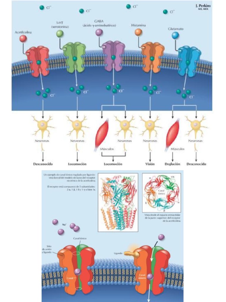 Receptores Ionotropicos PDF