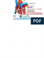 Anatomia E Histologia Do Sistema Cardiorrespiratório, Digestivo E Renal