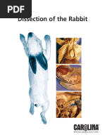 Rabbit Anatomy Lab Report | PDF | Small Intestine | Human Body