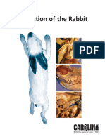 Carolina Rabbit Dissection Guide PDF