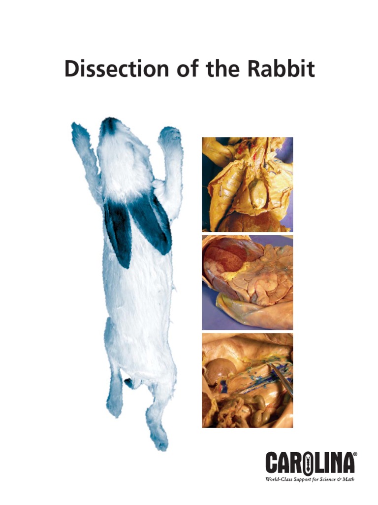 Carolina Rabbit Dissection Guide PDF PDF Heart Lung