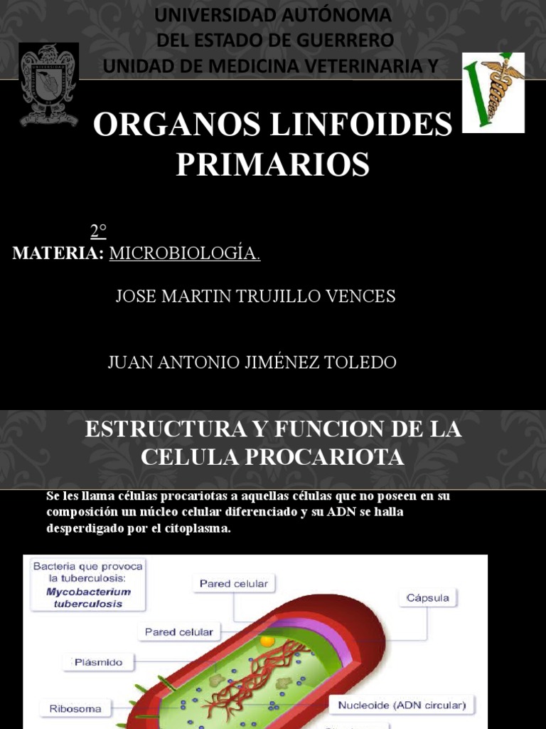 Estructura y Función de Células Procariotas | PDF | Las bacterias ...