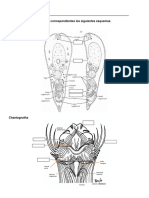 Estructur Phyla