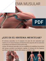 El Sistema Musular Exposicion