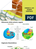 Clase 6 - Tejidos I