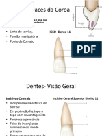 Estrutura Dental Externa PDF
