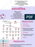 Presentación Neutrófilos Eq Los Hemos PDF