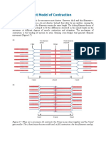 Sliding Filament Model of Contraction