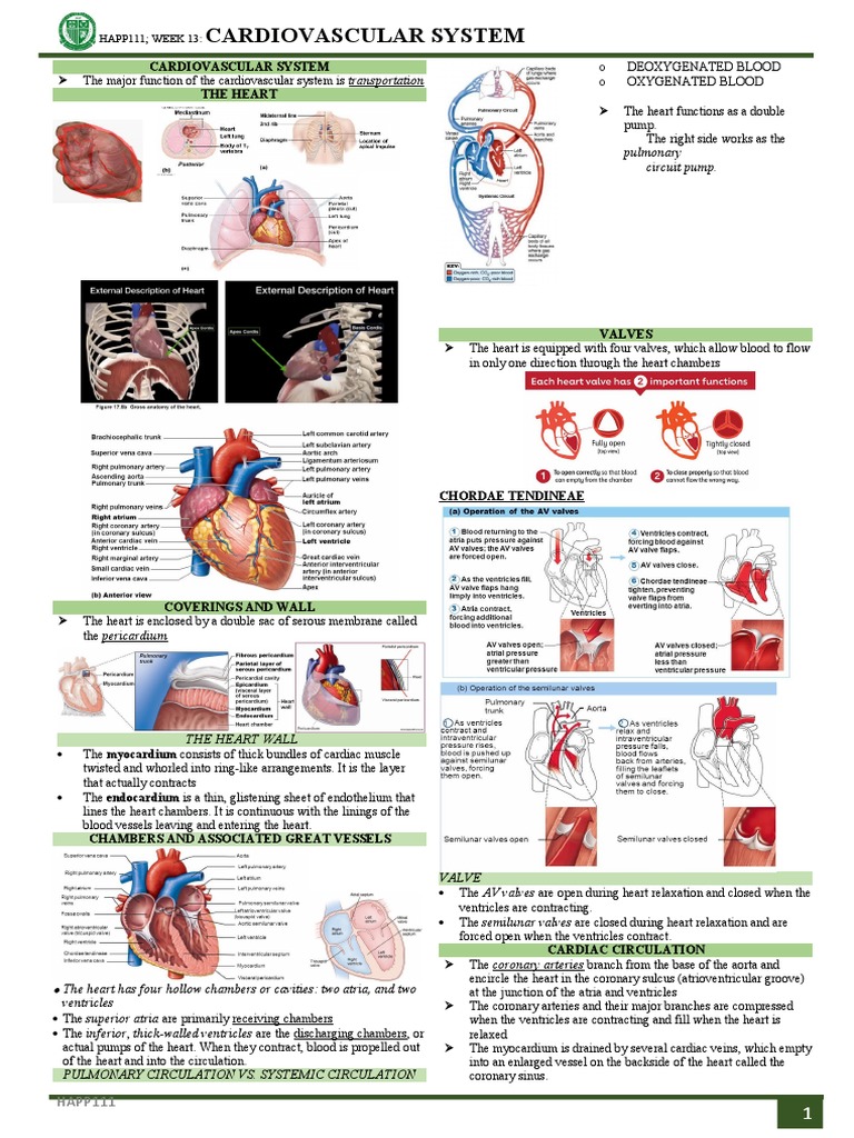 Arterial Structure and Function Overview | PDF | Heart | Aorta