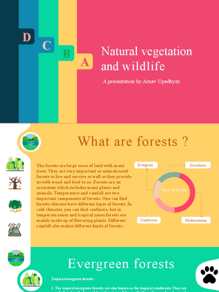 Class 7 Natural Vegetation Overview | PDF | Forests | Trees