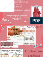 Sarcómero y Contracción Cardiaca