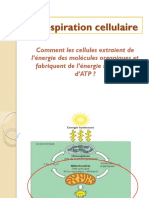 La Respiration Cellulaire 1 PDF
