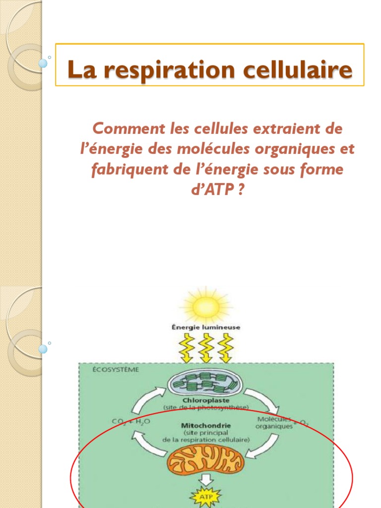 2-Respiration Cellulaire Et Fermentation | PDF | Respiration cellulaire |  Adénosine triphosphate, image size:768x1024