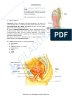 7 Pelvis PDF