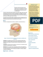 Brain anatomy, Anatomy of the human brain | Mayfield Brain & Spine Cincinnati, Ohio.pdf