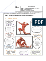 Material de Apoyo - Tema 8. Estudio de Los Músculos