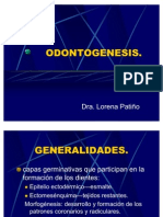 Odontogenesis Scribd