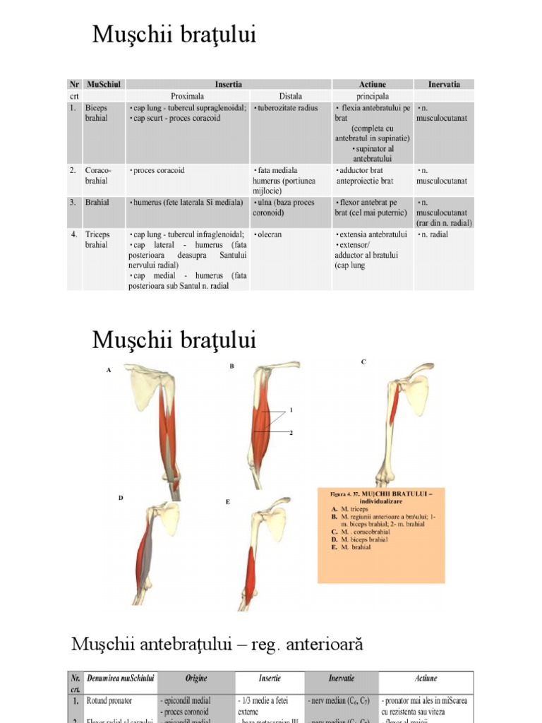 Anatomie Muschii Membrului Superior | PDF