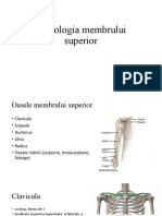 Anatomie Osteologia Membrului Superior