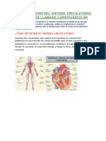 Clasificación Del Sistema Circulatorio o También Llamado Cardiovascular