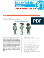 Sistema Oseo y Muscular para Tercer Grado de Secundaria PDF