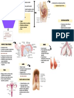 Mapa Mental - 10 Sistema Genital Feminino