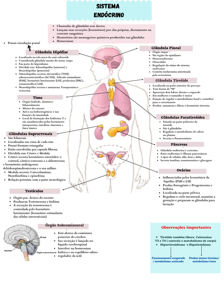 Mapa Mental do Sistema Endócrino | PDF | Glândula pituitária | Tireoide