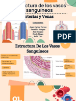 Arterias y Venas Histología